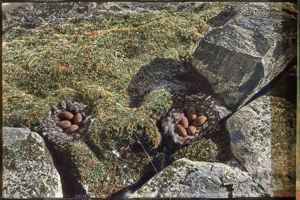 Image: Two Eider nests